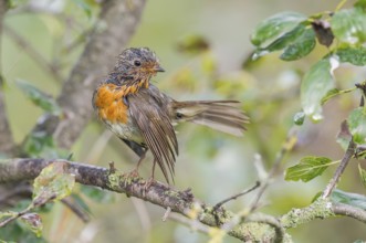 European Robin (Erithacus rubecula) perched on a branch, wet and ruffed up after bathing, Aosta