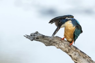 Kobalt Ijsvogel is zich aan het poetsen met uiteslagen vleugel, half-collared kingfisher cleaning