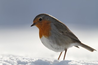 European Robin (Erithacus rubecula), Lower Saxony, Germany, Europe
