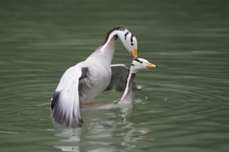 Bar-headed Goose (Anser indicus) pair mating, Bavaria, Germany, Europe