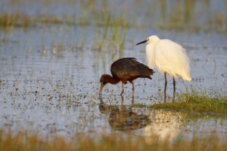 Glossy Ibis & Little Egret (Plegadis falcinellus & Egretta garzetta) foraging, Greece, Europe