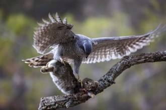 Northern Goshawk (Accipiter gentilis) female with prey, Madrid, Spain, Europe
