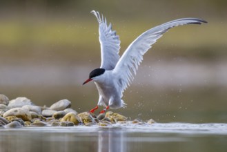 Common Tern (Sterna hirundo), North Rhine-Westphalia, Germany, Europe