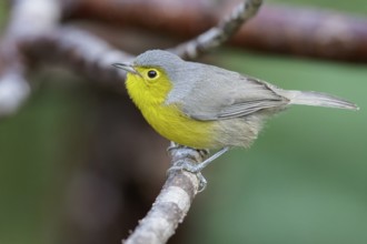 Oriente Warbler (Teretistris fornsi) perched on a branch in Cuba
