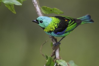 Green-headed Tanager (Tangara seledon) perched on a branch in the Atlantic rainforest of southeast