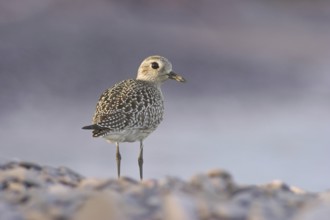 Grey Plover (Pluvialis squatarola), Ontario, Canada, North America