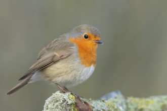 European Robin (Erithacus rubecula), Lower Saxony, Germany, Europe