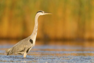 Grey Heron (Ardea cinerea) foraging, Mallorca, Spain, Europe