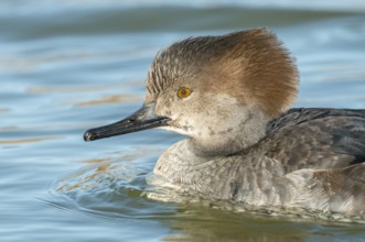 Hooded Merganser (Lophodytes cucullatus) female, Arizona, USA, North America