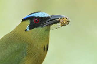 Andean Motmot (Momotus aequatorialis) perched on a branch in Colombia, South America