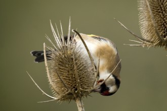 European Goldfinch (Carduelis carduelis), Castile-La Mancha, Spain, Europe
