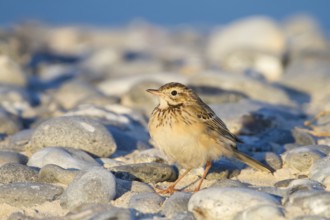 Richard's Pipit (Anthus richardi), Schleswig-Holstein, Germany, Europe
