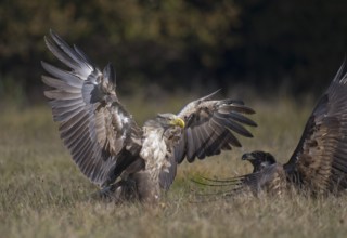 White-tailed Eagle (Haliaeetus albicilla), Poland, Europe