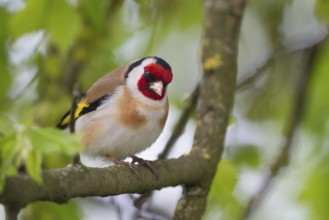 European Goldfinch - Stieglitz - Carduelis carduelis ssp. carduelis, Poland, adult male, Europe