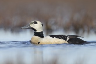 Steller's Eider (Polysticta stelleri) male, Alaska, USA, North America