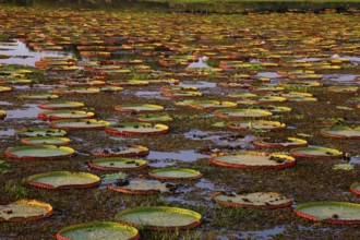 Giant water lily (Victoria amazonica) Pantanal Brazil