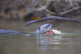 Giant otter (Pteronura brasiliensis) Pantanal Brazil