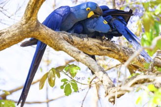 Hyacinth Macaw (Anodorhynchus hyacinthinus) Pantanal Brazil
