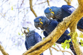Hyacinth Macaw (Anodorhynchus hyacinthinus) Pantanal Brazil