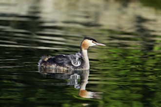Great Crested Grebe (Podiceps Scalloped ribbonfish), with chicks in plumage swimming in the water,