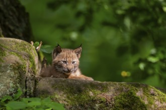 Eurasian lynx (Lynx lynx) cub (youngster) in a forest, Bavaria, Germany, Europe