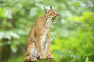 Eurasian lynx (Lynx lynx) sitting in a forest, Bavaria, Germany, Europe