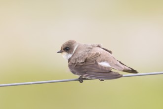 Sand martin (Riparia riparia), sitting on a wire, wildlife, animals, birds, swallows, migratory