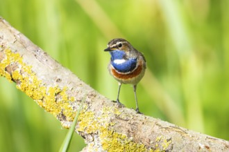 Bluethroat (Luscinia svecica cyanecula) Male Germany