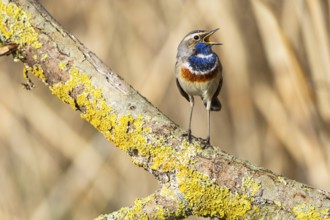 Bluethroat (Luscinia svecica cyanecula) Male Germany