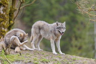 Two grey wolves (Canis lupus lupus) on a hill, one standing, one sitting