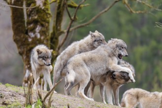 A pack of grey wolves (Canis lupus lupus) playing on a hill and showing social behaviour