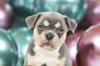 Young French Bulldog dog puppy with hanging ears, husky markings and colorful balloons in
