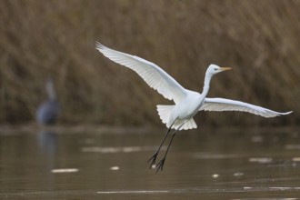 Great White Egret (Egretta alba) Germany
