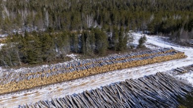 Tree trunks stored after cutting and before being transported to the pulp mill. Region of La