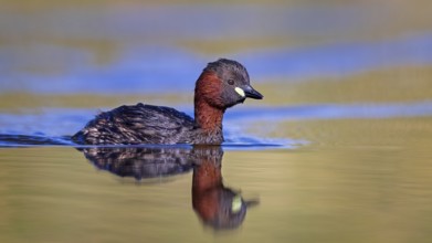 Little grebe (Tachybaptus ruficollis) in breeding plumage, foraging, swimming, sunrise, Middle Elbe