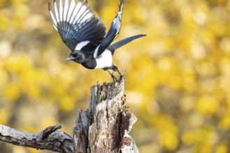 Magpie (Pica pica) Germany