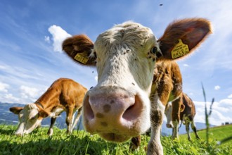 Three young curious calves (Bos primigenius taurus), cows on an alpine meadow, stretching their