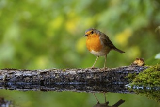 European robin (Erithacus rubecula) bathing Germany