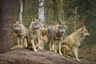 Wolf (Canis lupus), four wolves standing on a mound of earth in the forest and looking watchful,