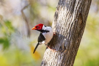 The red-capped cardinal (Paroaria gularis) Pantanal Brazil