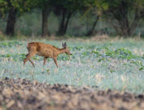 Roe deer (Capreolus capreolus), doe running across a field, wildlife, Thuringia, Germany, Europe