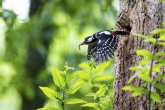 Great spotted woodpecker (Dendrocopos major), male carrying droppings from the breeding cavity, Bad