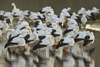 White storks (Ciconia ciconia), large flock roosting in shallow water, Flachsee, Canton Aargau,