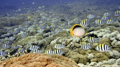 A school of striped fish, Indo-Pacific sergeant (Abudefduf vaigiensis), swimming over a coral reef