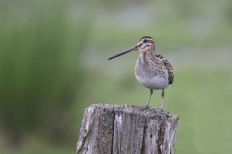Snipe (Gallinago gallinago), standing on fence posts of a pasture, on moorland, snipe birds,