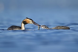 Great crested grebe (Podiceps scalloped ribbonfish) feeding its offspring with fish, Lake Zug,