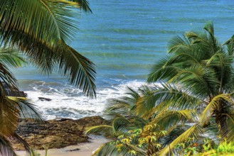 Beach and sea seen through the leaves of coconut trees on the coast of Bahia in Brazil, Serra