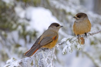 Siberian jay (Perisoreus infaustus, Corvus infaustus) couple perched in spruce tree in snow covered