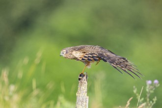 Montagu's harrier (Circus pygargus) wbl Germany
