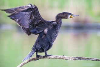 Cormorant (Phalacrocorax carbo) Germany